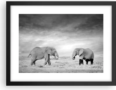 Produktbild von Gerahmtes Poster - Schwarzer Rahmen - Elefanten Schwarzweiß Safari - 40x30 cm - Wand Bild - Wanddeko - Wandbilder - Wandposter - Bilderrahmen - Bilder - Kunstdruck - Wandbild - P2BAA40x30-4186