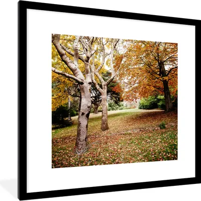 Produktbild von MuchoWow® Gerahmtes Poster Herbst - Bäume - Laub - Natur 40x40 cm - Poster mit Schwarzem Bilderrahmen Wandposter Rahmen Foto Bilder - Poster - Plakat im Rahmen