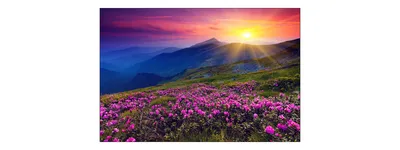 Obrázek produktu pro Muralo fototapeta květiny 225 (Š) x 150 (V) cm netkané tapety tapety obývací pokoj ložnice moderní nástěnné malby XXL rostliny příroda nástěnné dekorace