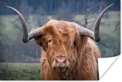 Produktbild von MuchoWow® Poster Schottischer Highlander - Hörner - Berg 120x80 cm - Bilder