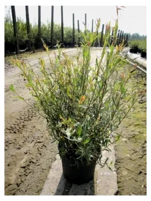 Produktbild von Purpurweide - Salix purpurea 60-100
