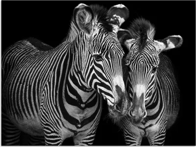 Produktbild von MuchoWow® Poster Tierprofil Zebras in Schwarz und Weiß 40x30 cm - Plakate für die Wände - Poster Wohnzimmer