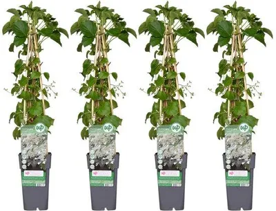 Produktbild von Famanu Kletterpflanze Hydrangea petiolaris - 65 cm hoch, Ø 15 cm