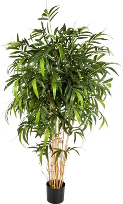 Produktbild von aplanta Künstlicher Bambus - Maxim | 180 cm, Echtholzstamm, für drinnen, Kunstbaum, wie echt, Allergiker geeignet, pflanzliche Dekoration Praxis, Office & Wohnzimmer