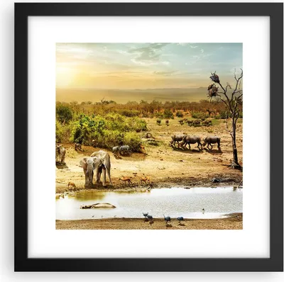 Produktbild von Gerahmtes Poster - Schwarzer Rahmen - Safari Tiere - 30x30 cm - Wand Bild - Wanddeko - Wandbilder - Kunstposter - Wandposter - Bilderrahmen - Bilder - Kunstdruck - Wandbild - P2BAC30x30-3880