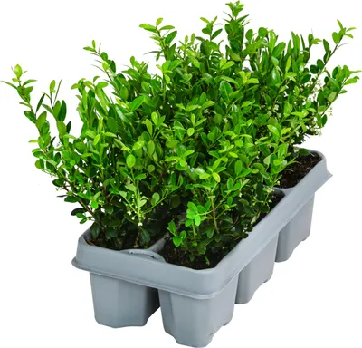 Produktbild von Dehner Japanischer Ilex Jenny, Stechpalme, 6 Stück, immergrün, ca. 10 - 15 cm, Laubstrauch