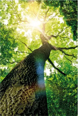 Produktbild von Wallario Poster - Laubbaum aus der Froschperspektive, Kunstdruck Größe: 61 x 91,50 cm