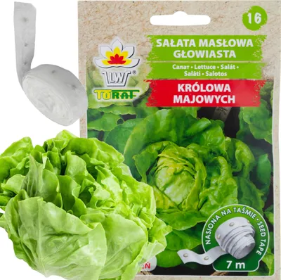 Obrázek produktu pro Hlávkový Salát, Královna Máje, Semínka Salátu 6M