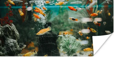 Produktbild von MuchoWow® Poster Kleine Fische in einem Aquarium 40x20 cm - Poster für die Wand - Poster Schlafzimmer