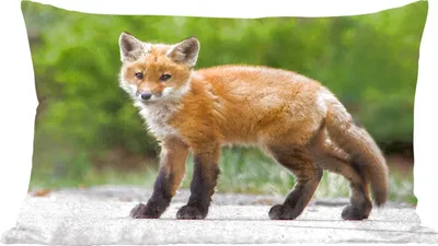 Produktbild von MuchoWow® Zierkissen Sofakissen Wohnzimmer Dekokissen 60x40 cm Fuchs - Welpe - Straße - Kopfkissen - Polster mit Foto