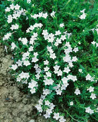 Produktbild von Lithodora diffusa 'Alba', weiß, ca. 9x9 cm Topf