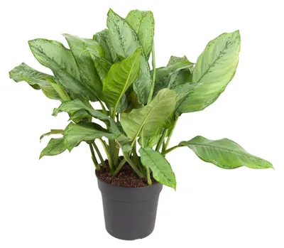 Image de Aglaonema B.J, Freedman - 60-70cm - Ø24cm - Plante d'intérieur - Vert persistant
