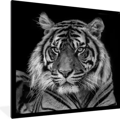 Produktbild von MuchoWow® Gerahmtes Poster Tierprofil Sumatra-Tiger in Schwarz und Weiß 40x40 cm - Poster mit Schwarzem Bilderrahmen Wandposter Rahmen Foto Bilder - Mit Rahmen - Wanddekoration Schlafzimmer