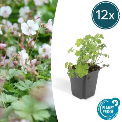 Obrázok produktu pre Pôdopokryvná rastlina – Cambridge Cigogne – Geranium cantabrigiense 'Biokovo' – 9 cm kvetináč – Sada 12 rastlín