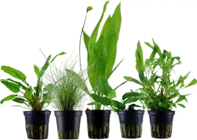 Produktbild von Pflanzen Set mit 5 Einsteiger Topf Aquarium Wasserpflanzen AquaOne Nr.104