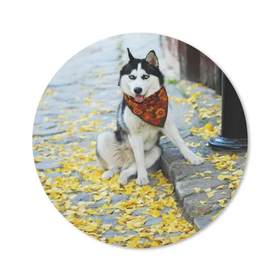 Produktbild von MuchoWow® Mauspad Mousepad Hund - Herbst - Husky 50x50 cm - Mousepads - Maus Mat - Pad - Mausunterlage - Vinyl