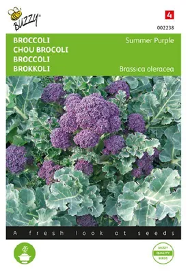 Produktbild von Brokkoli Summer Purple | Brokkolisamen von Buzzy Seeds