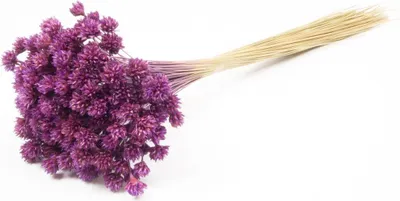 Produktbild von INNA-Glas Blumenstrauß getrocknet AVISSA, Brasilianische Hügelblume, violett, 45-60cm, Ø13cm - Getrockneter Strauß