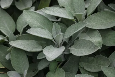 Produktbild von Salvia officinalis 'Würzburg', Echter Salbei, aromatisch, ca. 9x9 cm Topf