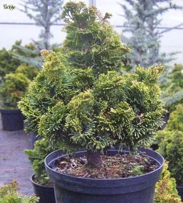 Produktbild von Chamaecyparis obtusa Kugel - Zwergmuschelzypresse Kugel - 20-25