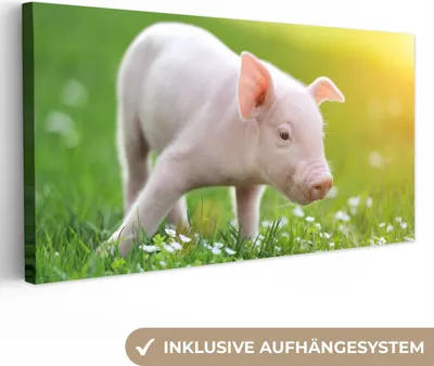 Zdjęcie produktu dla MuchoWow® - Obraz na płótnie - Zwierzęta - Prosiaczek - Świnia, fototapeta, dekoracja ścienna, obrazy do salonu, 40x20cm