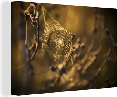 Produktbild von OneMillionCanvasses® - Leinwandbilder - 140x90 cm, Tau auf Spinnennetz zwischen Zweigen, Wandbilder Kunstdruck Wanddekoration