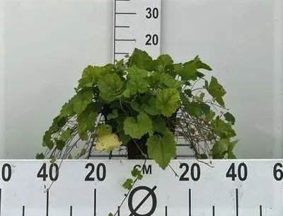 Image de 6 x Tiarella cordifolia - fleur en mousse - pot 9 x 9 cm