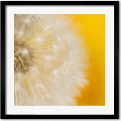 Produktbild von Bild - 50 cm x 50 cm - MDF - Rahmen, Wandkunst - Löwenzahn