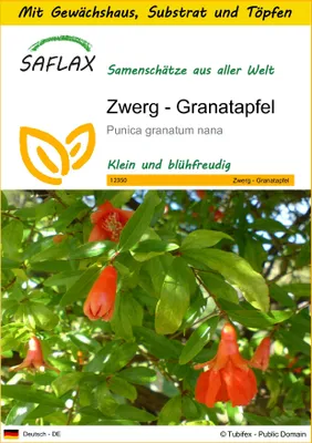 Produktbild von SAFLAX Anzucht Set - Zwerg - Granatapfel - Punica granatum nana - 50 Samen - Mit Mini-Gewächshaus, Anzuchtsubstrat und 2 Töpfen