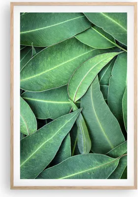 Produktbild von Gerahmtes Poster - Rahmen in heller Eiche - Blätter Eukalyptus Natur - 61x91,5 cm - Wand Bild - Wanddeko - Wandbilder - Kunstposter - Wandposter - Bilderrahmen - Bilder - Kunstdruck - P2NPA61x91-4933