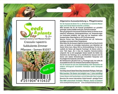 Produktbild von 10x Crassula rupestris Sukkulente Zimmer Pflanzen - Samen B1037