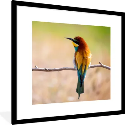 Produktbild von MuchoWow® Gerahmtes Poster Vögel - Bienenfresser - Tiere 40x40 cm - Poster mit Schwarzem Bilderrahmen Wandposter Rahmen Foto Bilder - Poster - Plakat im Rahmen
