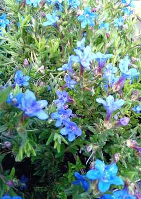 Produktbild von Staude glandora diffusa heavenly blue immergrüner Bodendecker