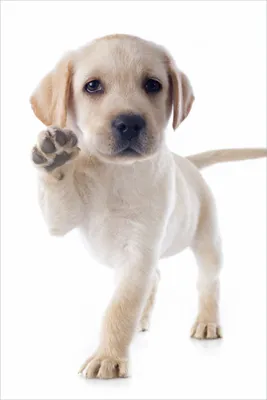 Produktbild von Wallario Poster - Süßer Labrador-Welpe sagt Hallo, Kunstdruck Größe: 61 x 91,50 cm