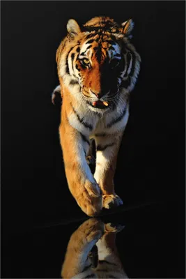 Produktbild von Wallario Poster - Laufender Tiger, Kunstdruck Größe: 61 x 91,50 cm