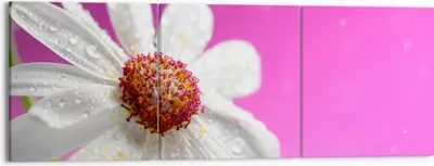 Produktbild von Bild auf Leinwand - Leinwandbild - Blume frühling garten - 150x50cm - Wand Bild - Wanddeko - Leinwanddruck - Bilder - Kunstdruck - Wanddekoration - Leinwand bilder - Wandkunst - CA150x50-2469
