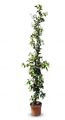 Immagine prodotto di Jasmin resistente al freddo - Jasmin toscano - Pianta rampicante - 120 cm - Profumo gradevole - Facile da curare - Fiori bianchi