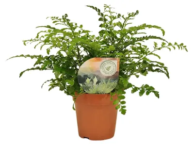 Zdjęcie produktu dla Asplenium Parvati - 25-35cm - Ø12cm - Roślina doniczkowa - Zimozielony