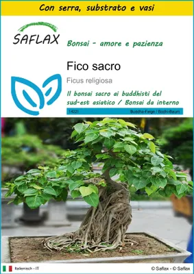 Immagine prodotto di SAFLAX Insieme di coltivazione - Fico sacro - 100 semi - Ficus