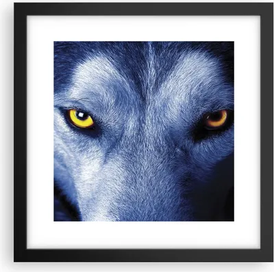 Produktbild von Gerahmtes Poster - Schwarzer Rahmen - Schau der Wolf Augen - 30x30 cm - Wand Bild - Wanddeko - Wandbilder - Kunstposter - Wandposter - Bilderrahmen - Bilder - Kunstdruck - P2BAC30x30-4587