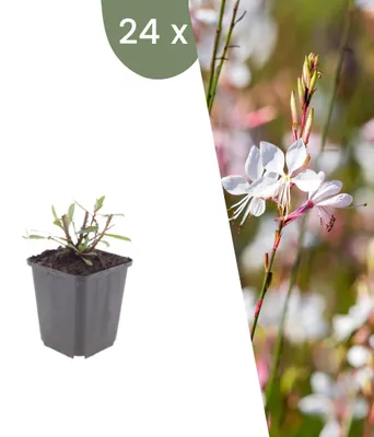 Produktbild von Plants by Frank | 24 Prachtkerze 'Whirling Butterflies' Pflanzen | Gaura Lindheimeri 'Whirling Butterflies' | Stauden | Winterhart | Mehrjährig | Gartenpflanzen