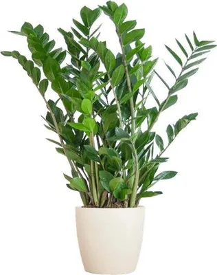 Obrázek produktu pro Zamioculcas Zamiifolia „Šťastné peří“ – odolná pokojová rostlina, 80 cm, průměr 21 cm, nenáročná na péči