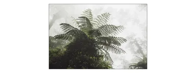 Obrázok produktu pre Muralo fototapeta les v hmle 450 (Š) x 300 (V) cm cm netkaná tapeta tapeta stromy rastliny obývacia izba spálňa moderné fototapety XXL krajina panoráma nástenná dekorácia
