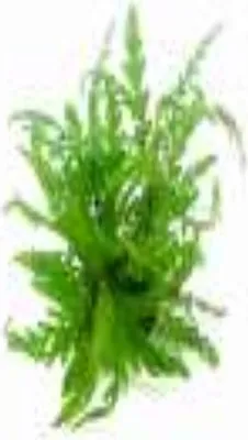 Produktbild von Fiederspaltiger Wasserfreund Hygrophila pinnatifida Wasserpflanze Aquarium