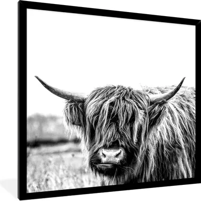 Produktbild von MuchoWow® Gerahmtes Poster Scottish Highlander - Gras - Schwarz - Weiß 40x40 cm - Poster mit Schwarzem Bilderrahmen Wandposter Rahmen Foto Bilder - Mit Rahmen - Wanddekoration Schlafzimmer