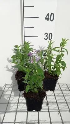 Image de 6 x Pycnanthemum pilosum - Pycnanthemum - Pot 9 x 9 cm