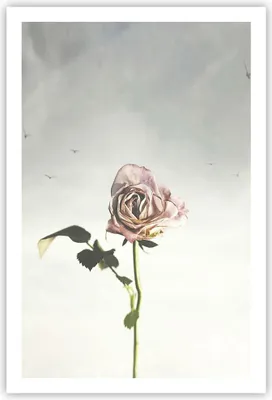 Produktbild von Poster - Poster ohne Rahmen - Rose Vögel Himmel - 61x91,5 cm - Wand Bild - Wanddeko - Wandbilder - Kunstposter - Wandposter - Bilder - Kunstdruck - Wanddekoration - Wandbild - P2XPA61x91-4509