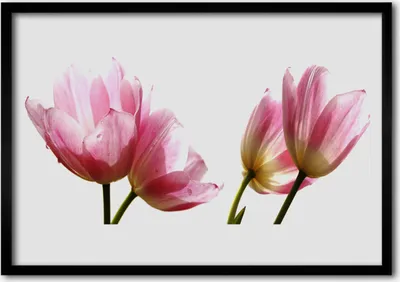 Produktbild von Bild 100x70 MDF-Rahmen Wandkunst Blumen Pflanzen