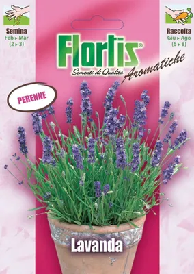 Produktbild von Lavendel | Lavendelsamen von Flortis