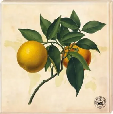 Produktbild von Kew Gardens - Untersetzer Motiv Orange, 2er Set